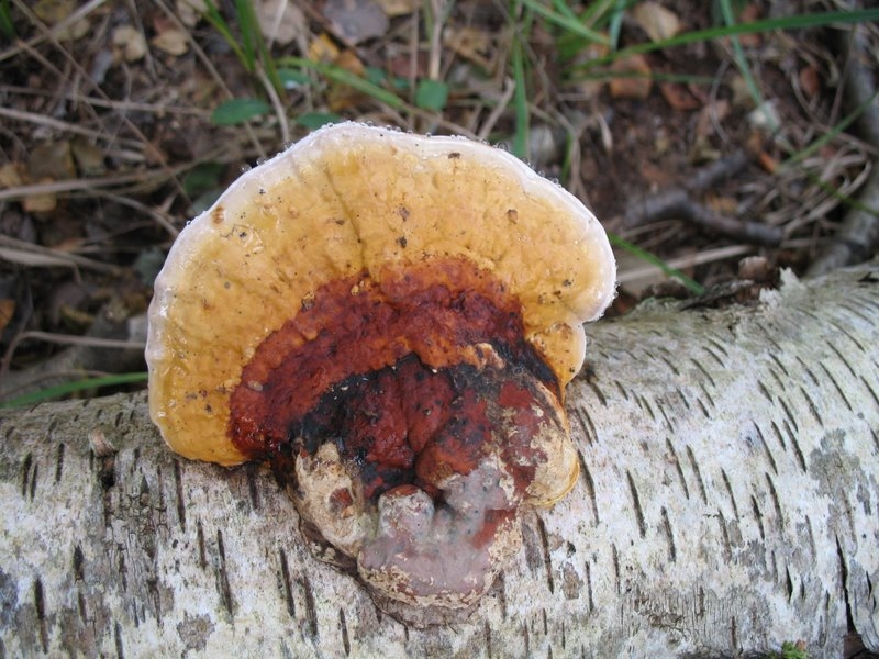 Fomitopsis pinicola